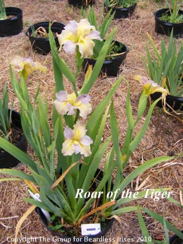 Roar of the Tiger stalk